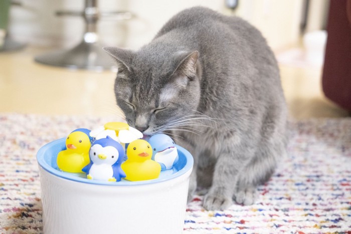 水を飲む猫