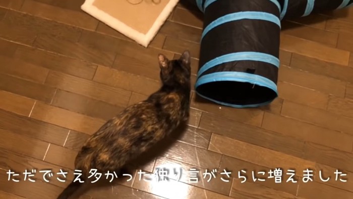 ネズミのおもちゃを追いかけるつむぎちゃん