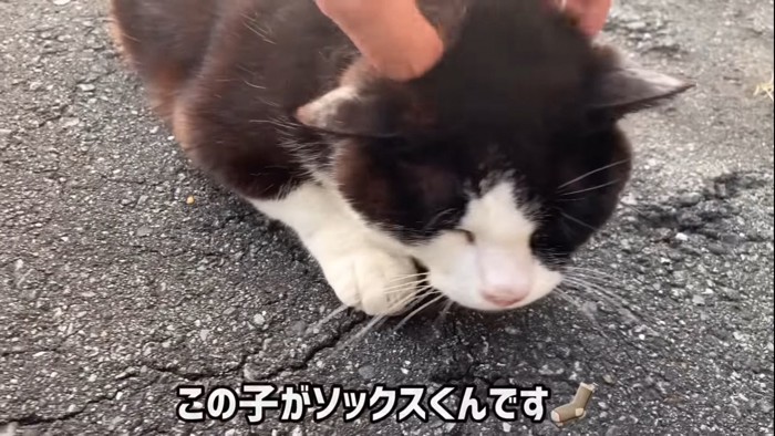 道の上で撫でられる猫