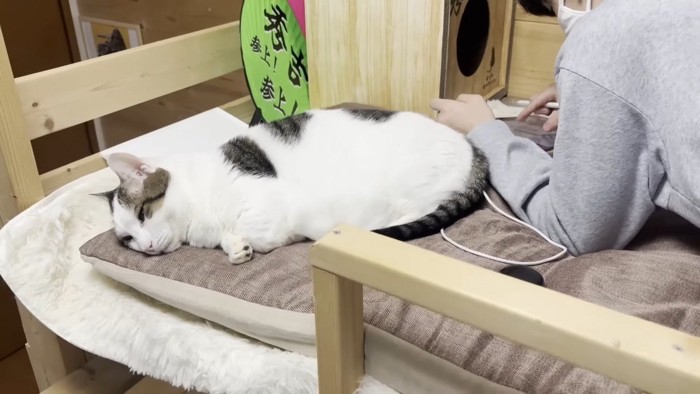 横たわる豆大福くん