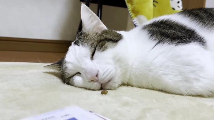 眠る猫とおやつ一粒