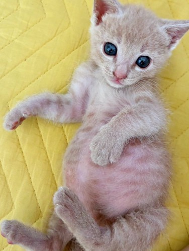 仰向けの子猫