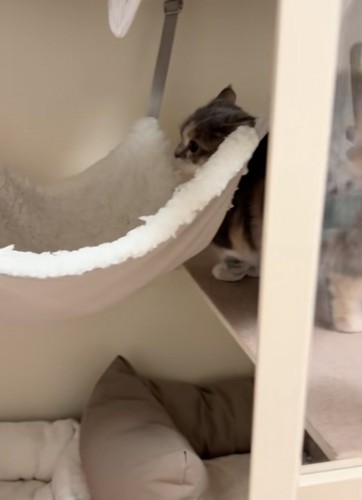 ハンモックを見る子猫