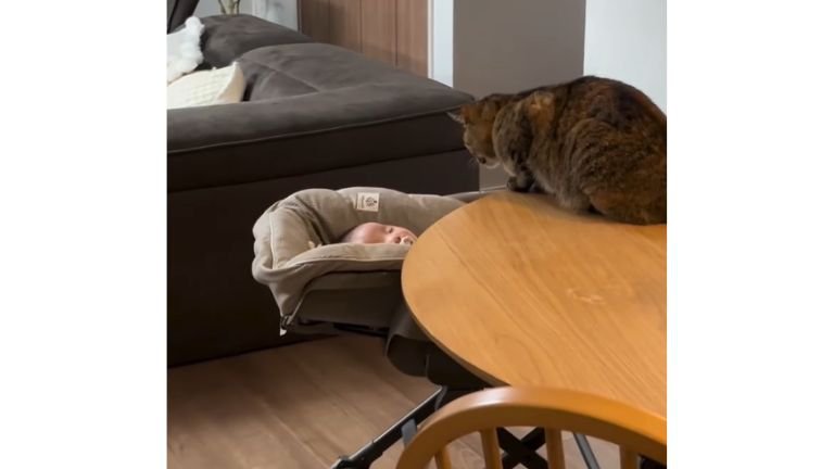 猫と赤ちゃん