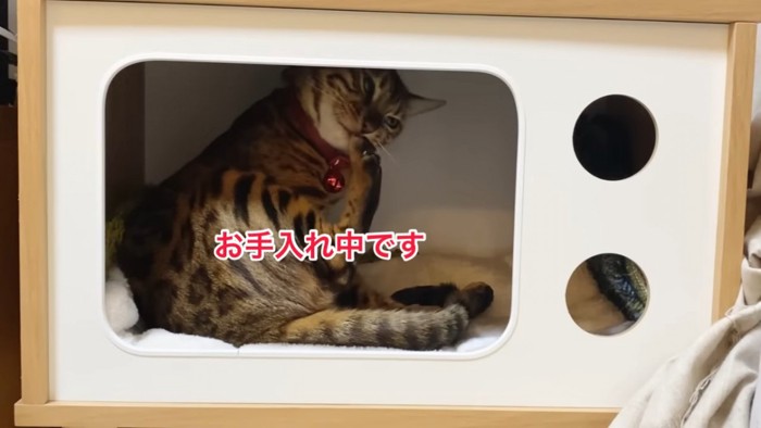 毛づくろいする猫