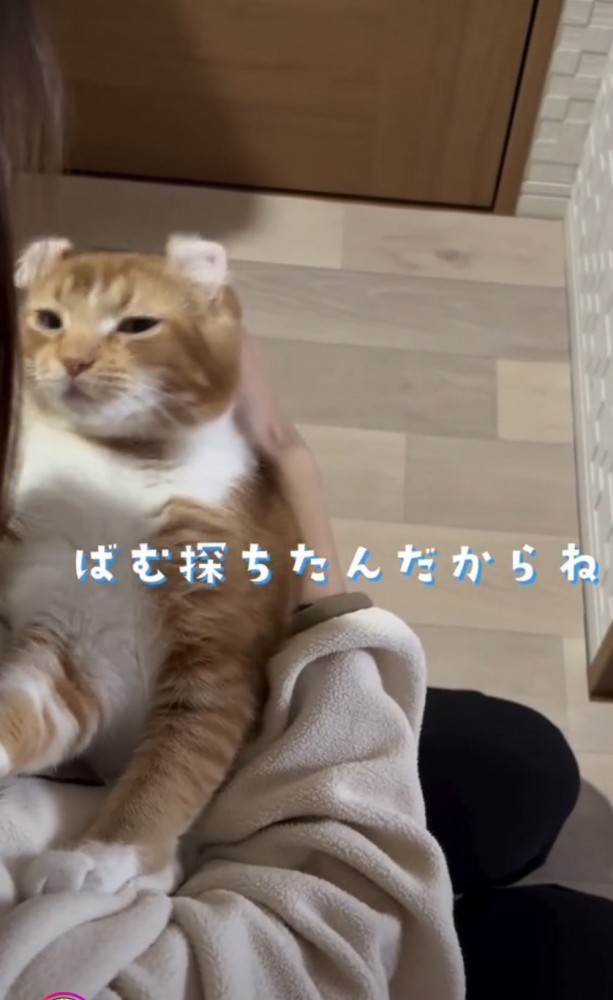 抱っこされる猫