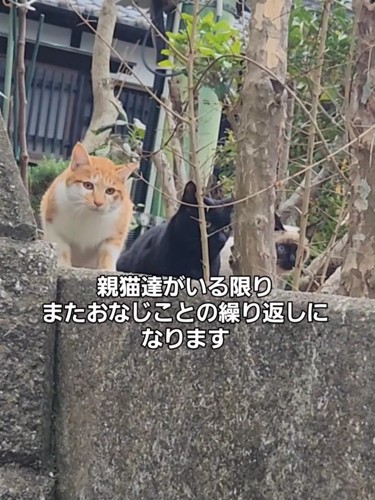 外にいる猫