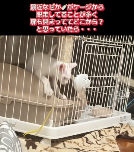 ケージの外を見ている子猫