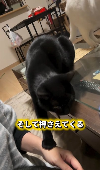 撫でられている猫と飼い主の手をとめようとする黒猫