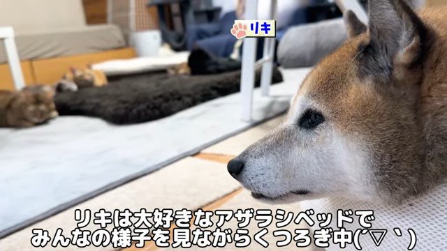 犬の横顔