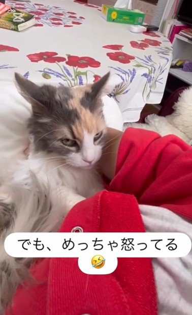 人に抱かれている猫