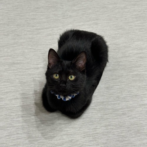 香箱座りの子猫