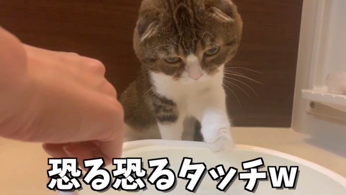 水を触る猫