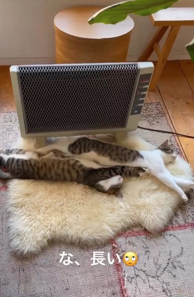 ストーブ前で伸びる猫