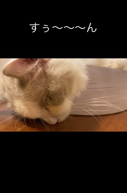 床に顔をつけて寝ている猫