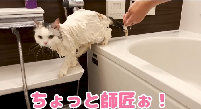 逃げる猫