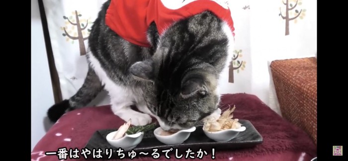 ちゅーるを食べる猫