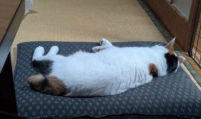 振り向かない猫