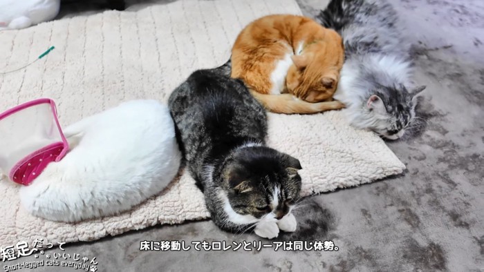 4匹の猫