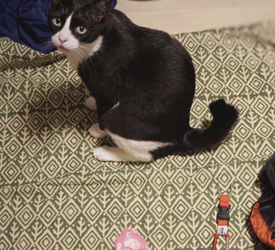 荷物と猫