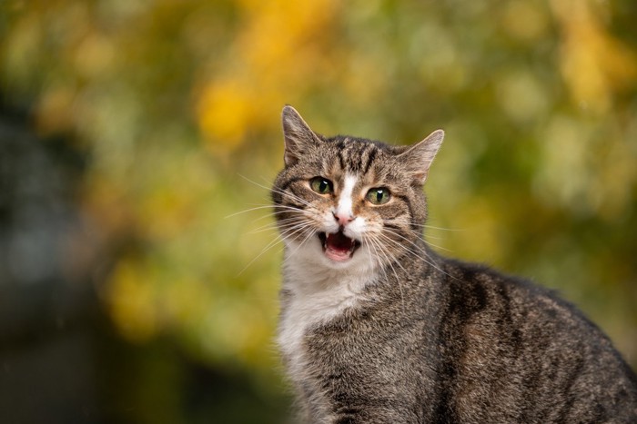 鳴いている猫