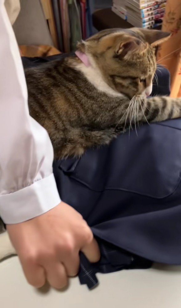 制服を押さえ込む猫