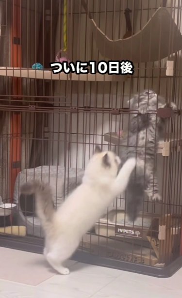 サークル越しに猫パンチ