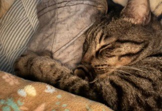 猫の安らかな寝顔