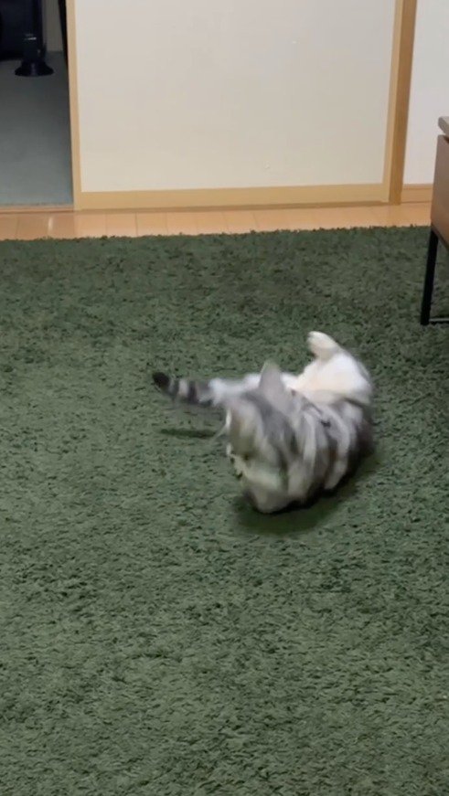 仰向けでラグドールがピアノから飛び降りるのを見つめる猫