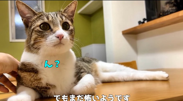 耳を立てる猫