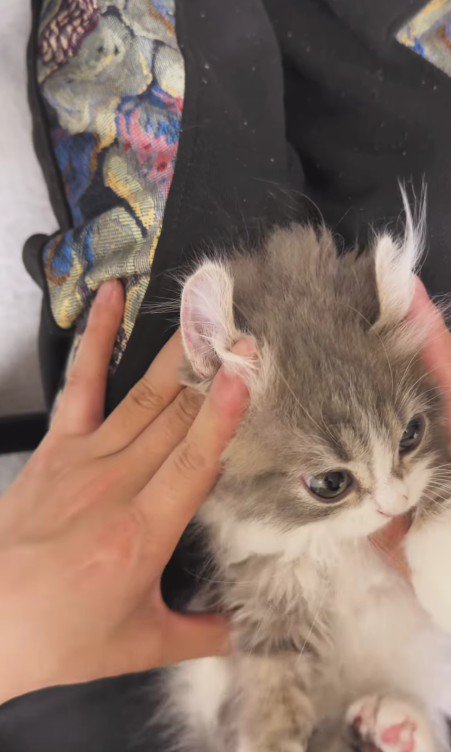 仰向けの猫