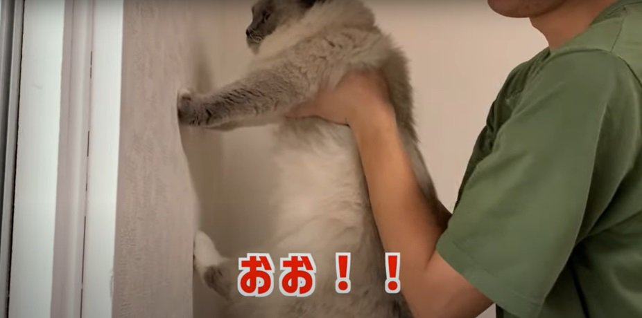 壁に前脚をつく猫