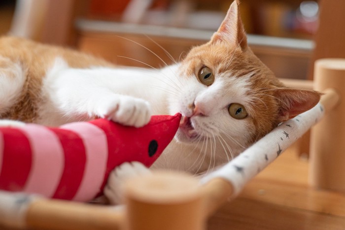 エビのけいぐるみで遊ぶ猫