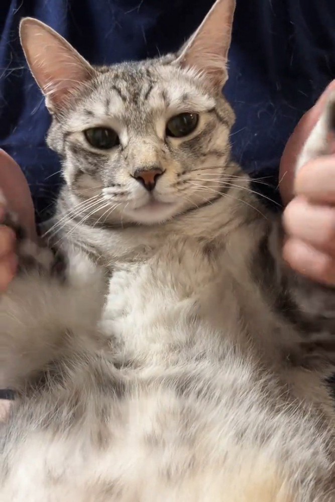 前足を持たれる猫