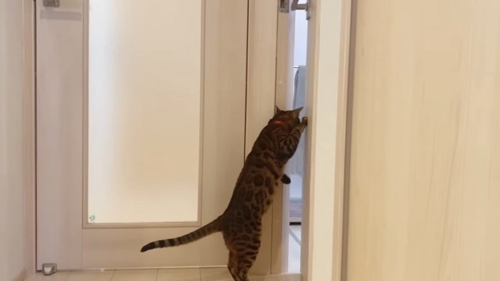 ドアを開ける猫