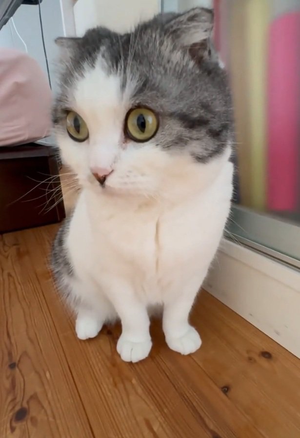 目を見開く猫