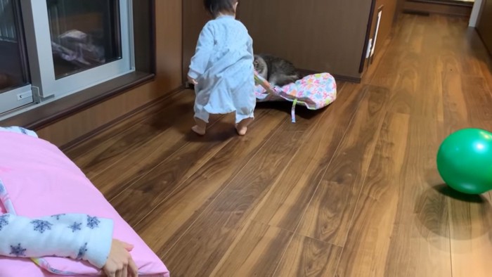 猫が乗ったバッグごと運ぶ赤ちゃん