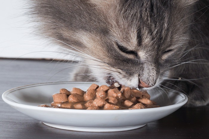 フードを食べる猫の写真