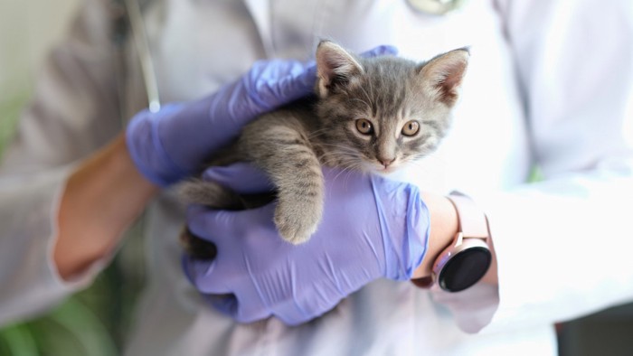 獣医師に抱っこされている子猫