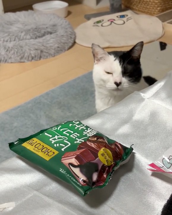 目を瞑る猫
