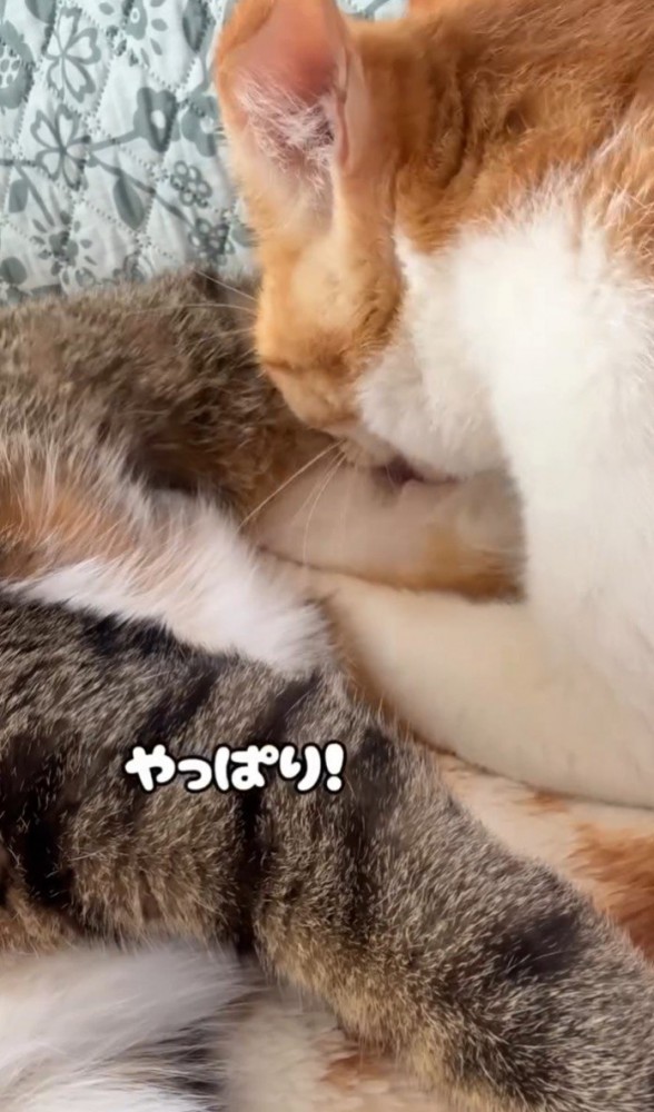 吸う猫