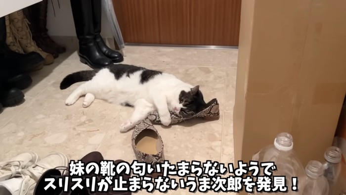 靴にスリスリする猫