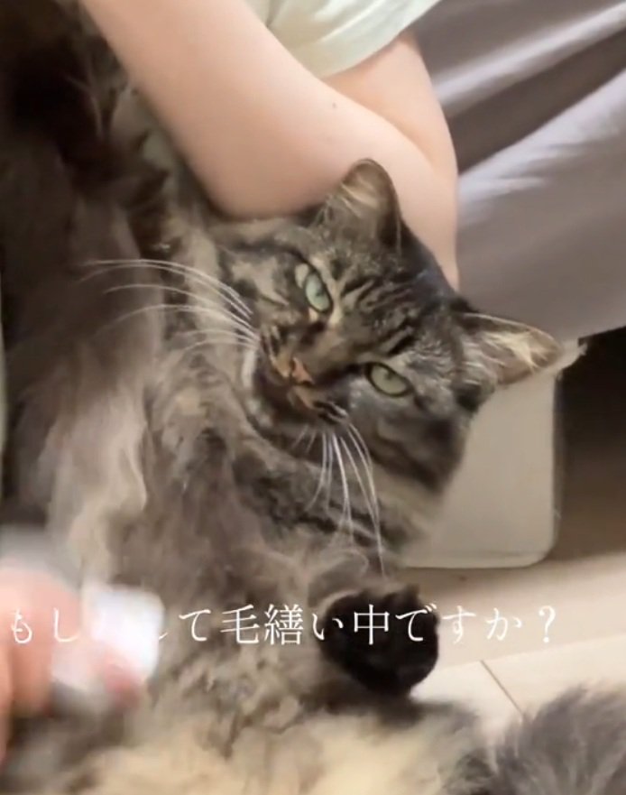 無気力な猫