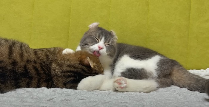 寝そべる猫を毛繕いする猫