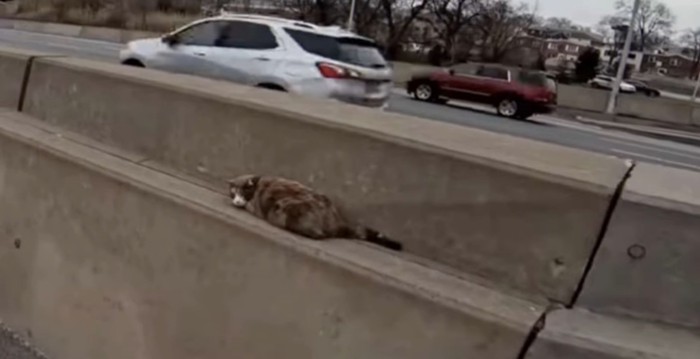 中央分離帯の上で振り向く猫