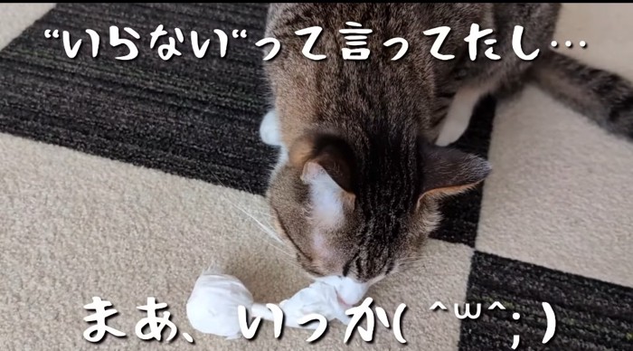 てるてる坊主を見つめる猫