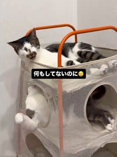 ベッドの上段で目を閉じる猫と下段から前足を伸ばす猫