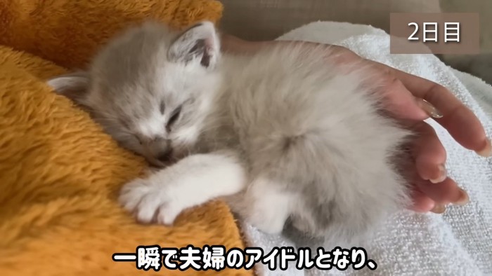 寝ている子猫