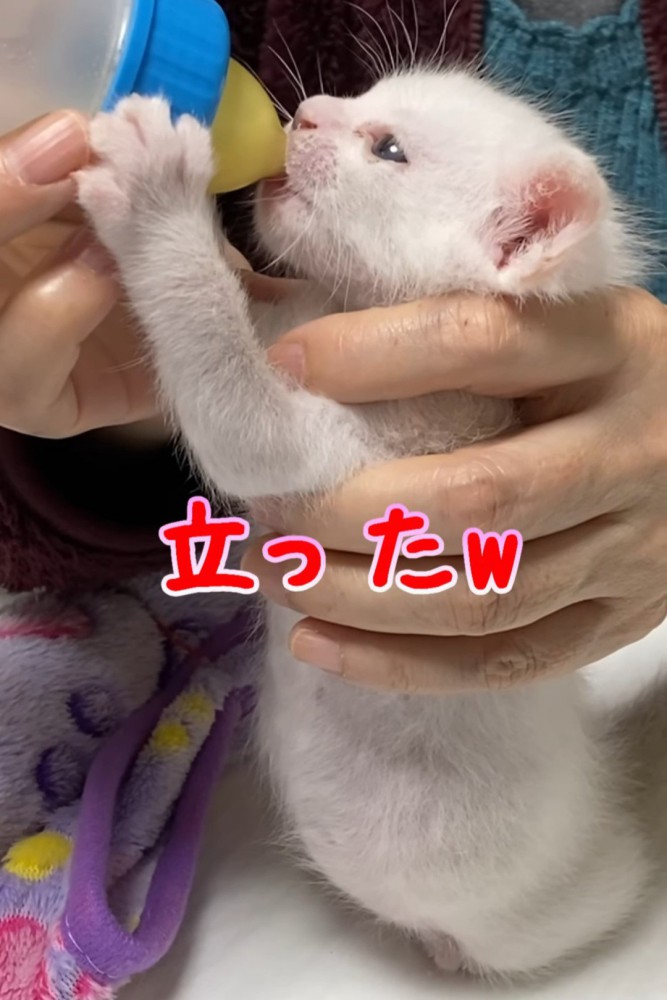 立ってミルクを飲む子猫