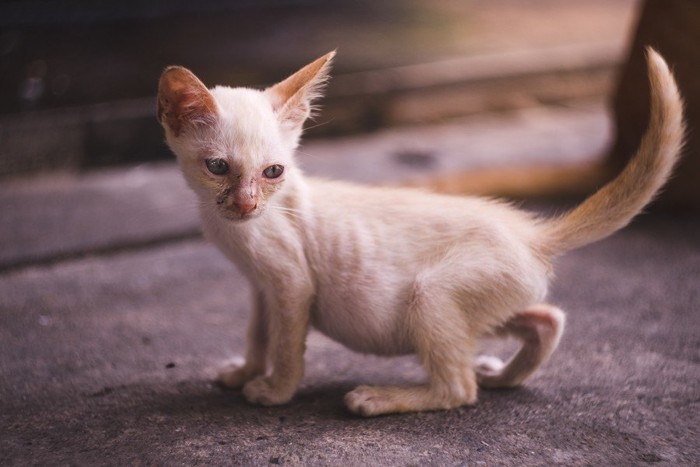 痩せた子猫